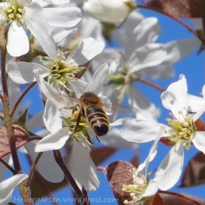 Felsenbirne als Bienenweide