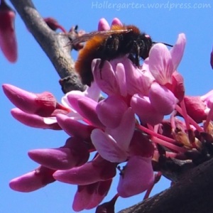 Judasbaum als Bienenweide