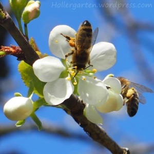Zwetschgenbaum als Bienenweide