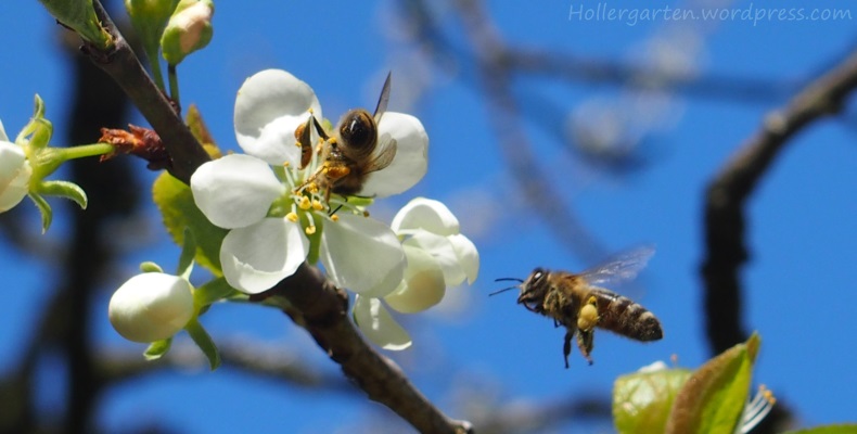 Zwetschgenblüte mit Honigbienen