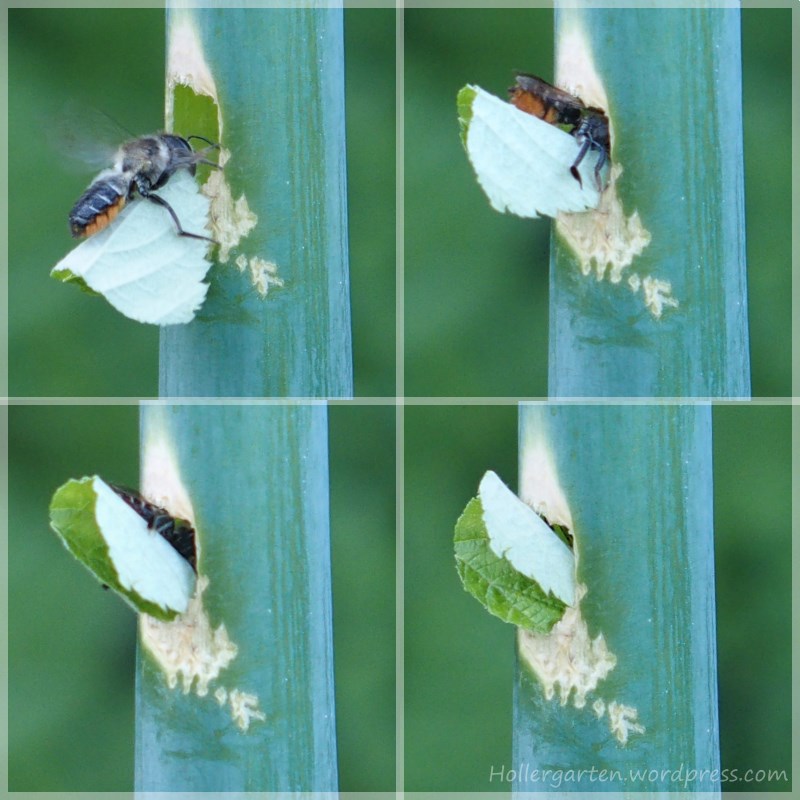Blattschneiderbiene Megachile - Anflug zum Nest