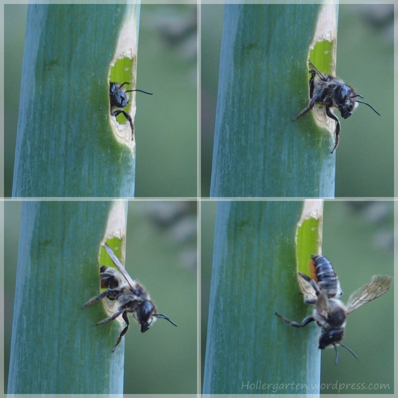 Blattschneiderbiene Megachile - Nest in Lauchzwiebel